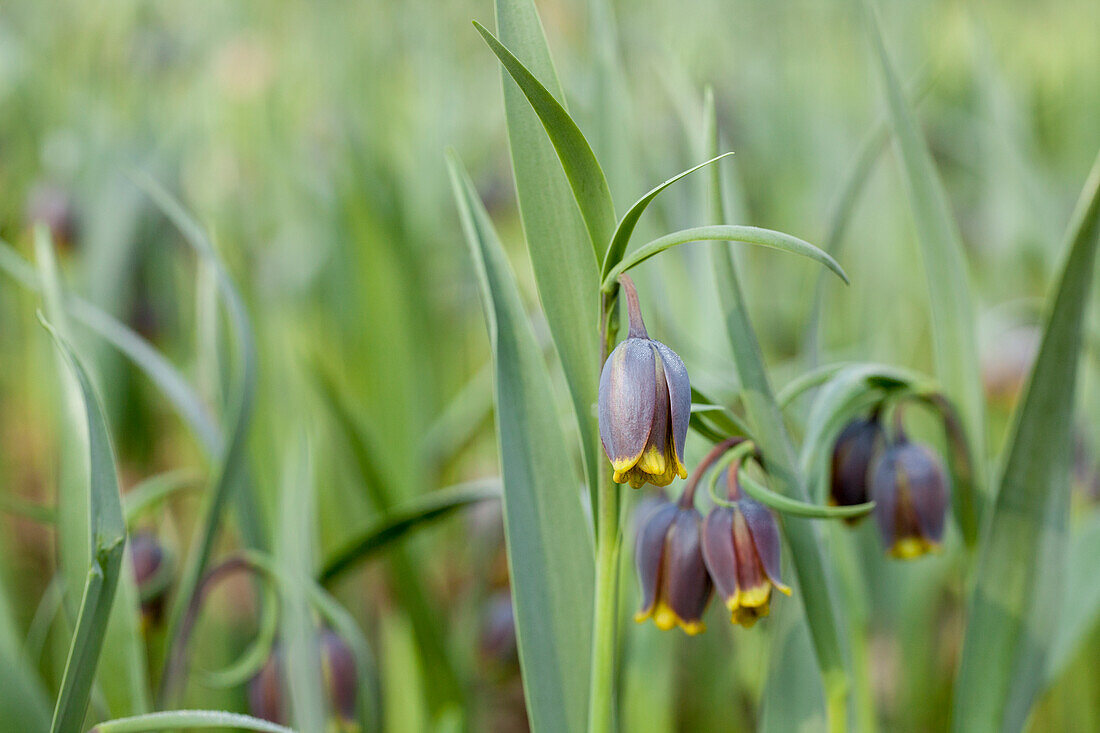 Fritillaria michailovskyi