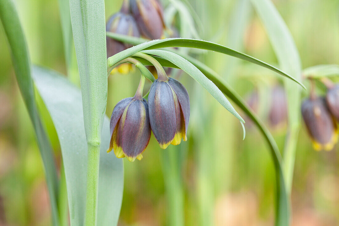 Fritillaria michailovskyi