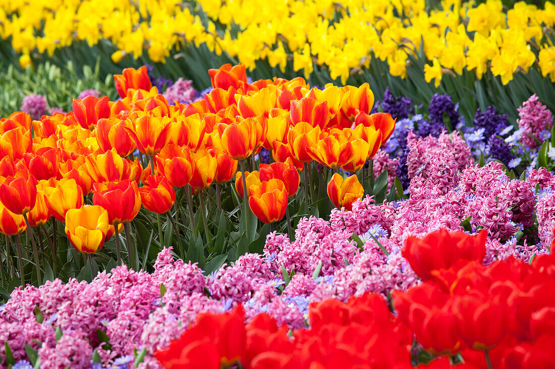 Colourful bulbous flowerbed