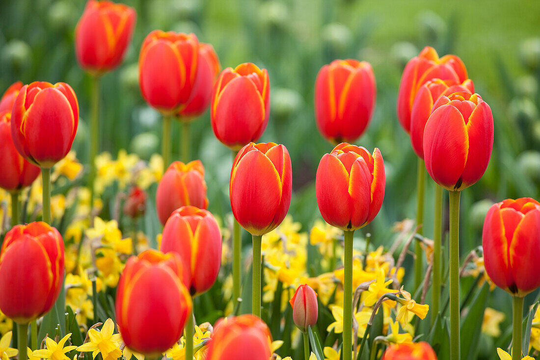 Tulipa 