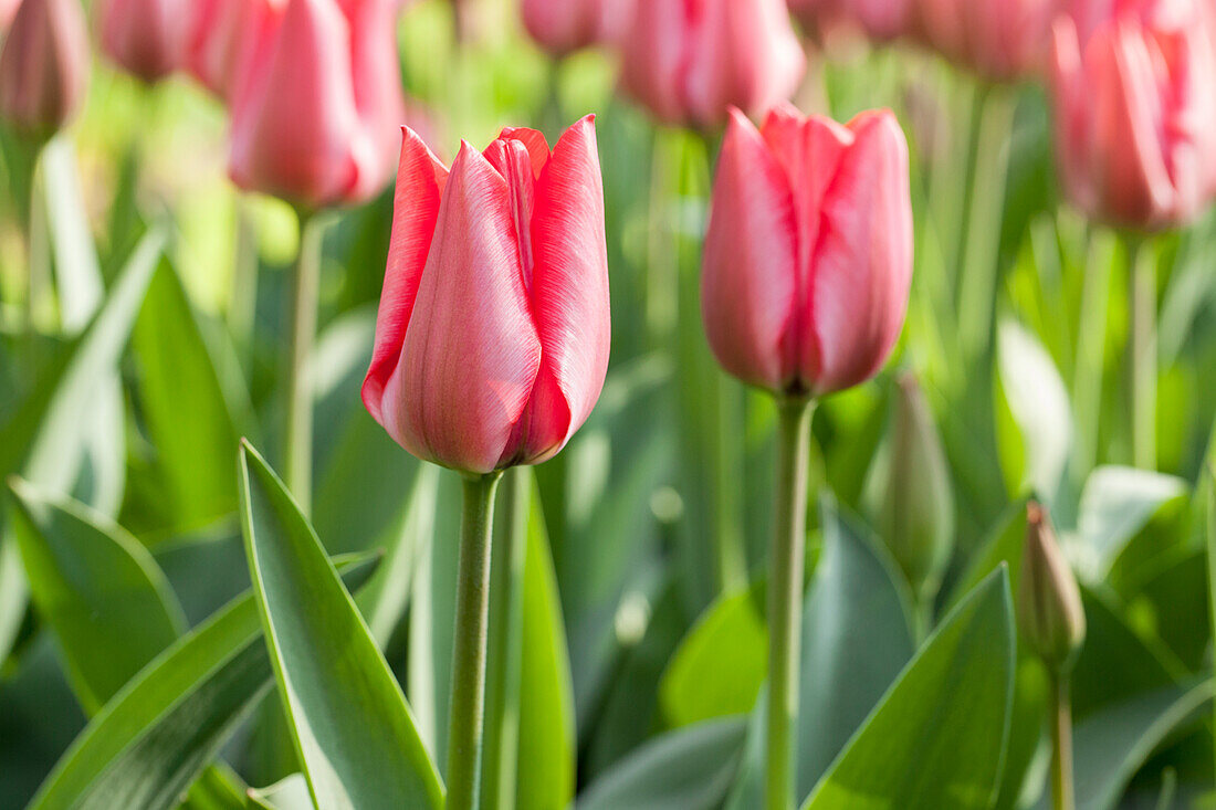 Tulipa 'Trick'
