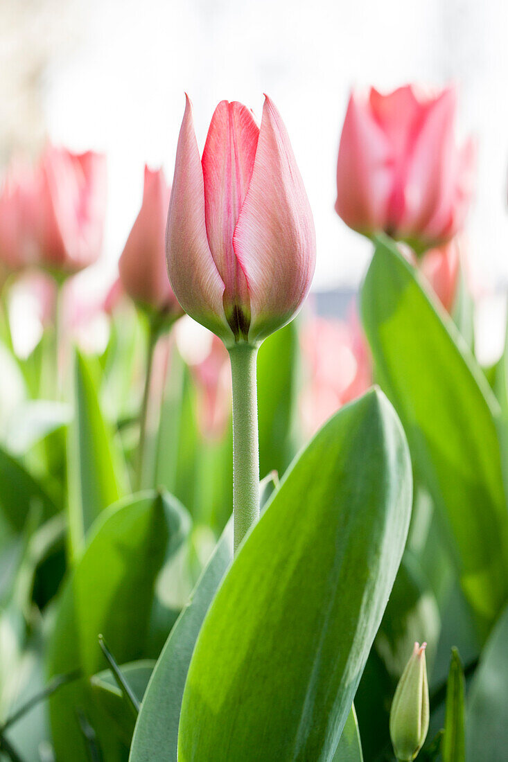 Tulipa 'Trick