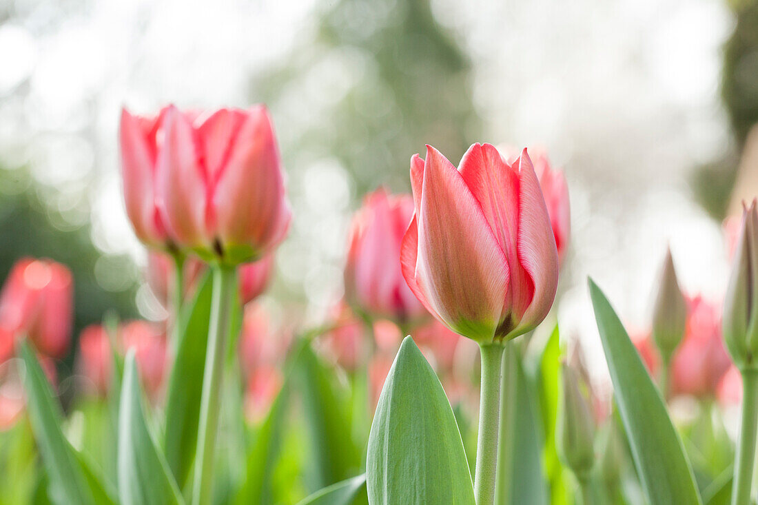 Tulipa 'Trick'