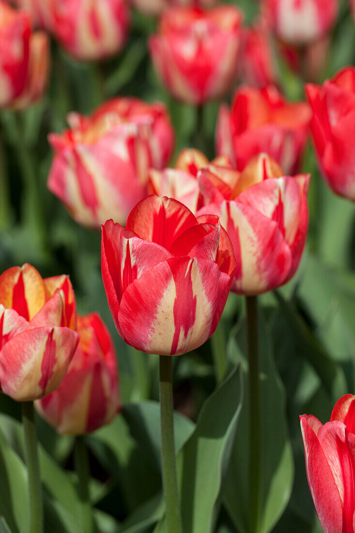 Tulipa 'Spryng Break'