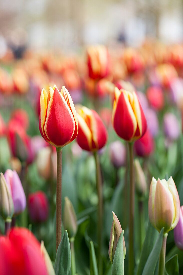 Tulipa, yellow-red