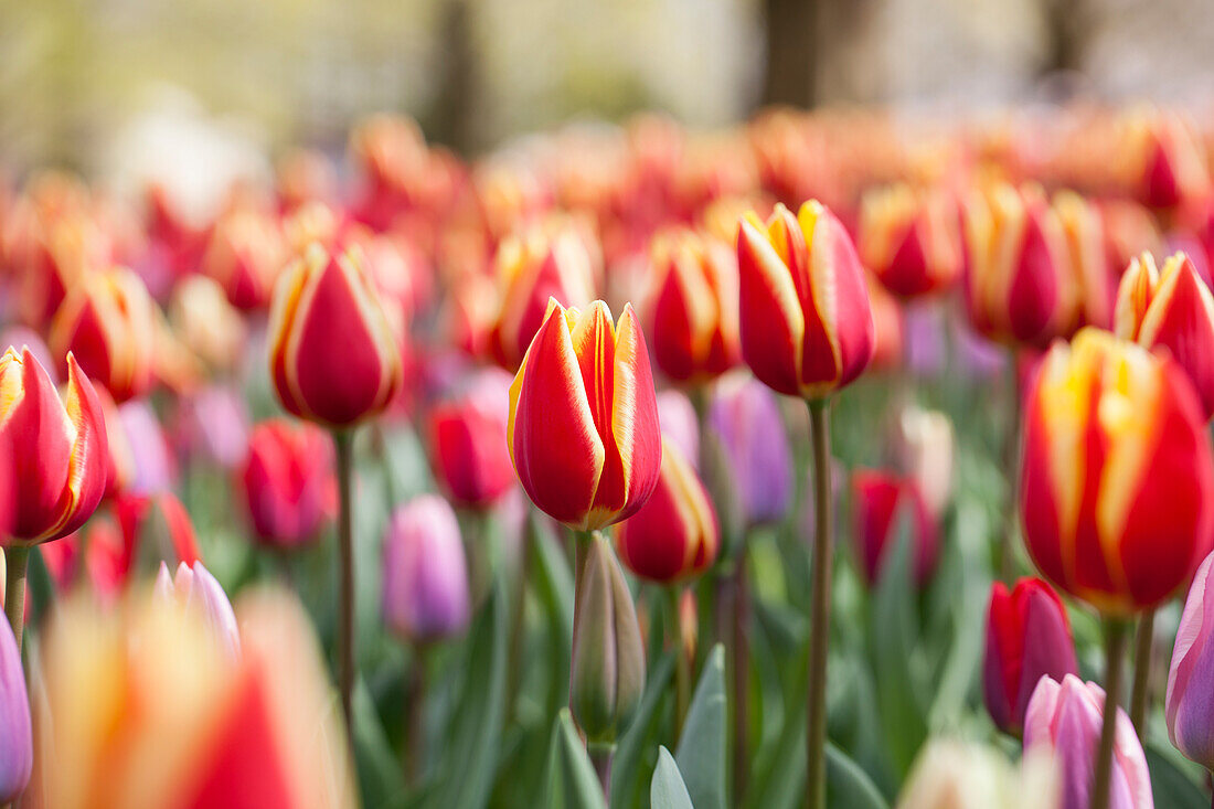 Tulipa, yellow-red