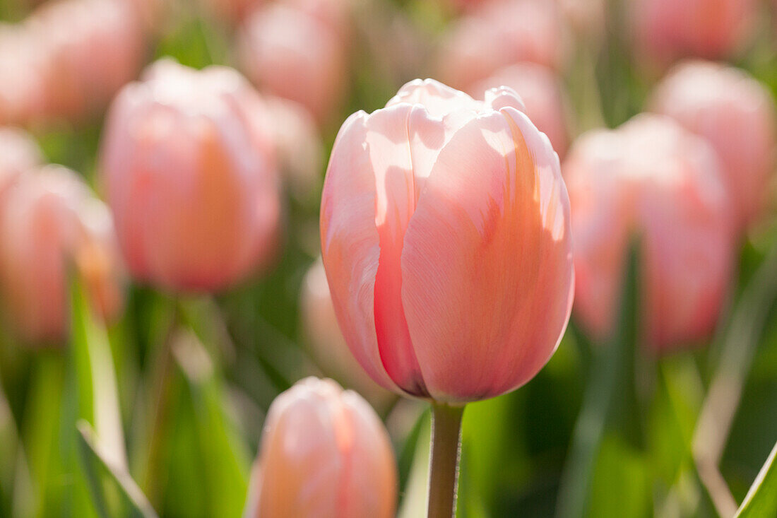 Tulipa