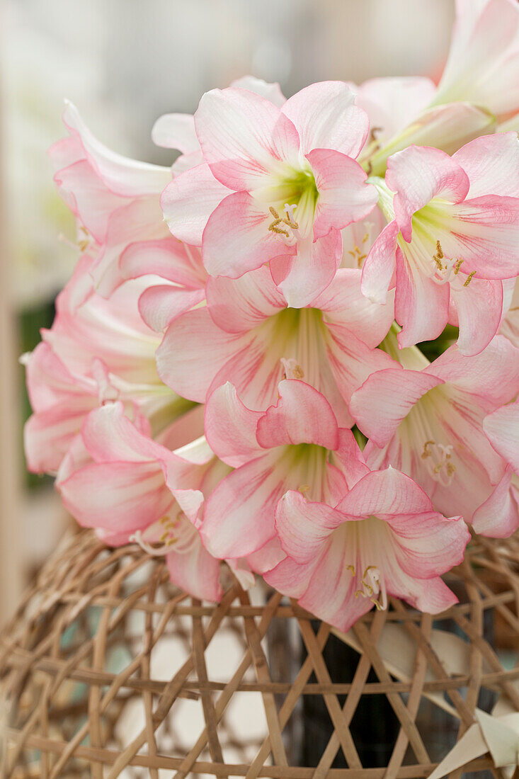 Hippeastrum Sonatini Sonatini 'Pink Rascal'