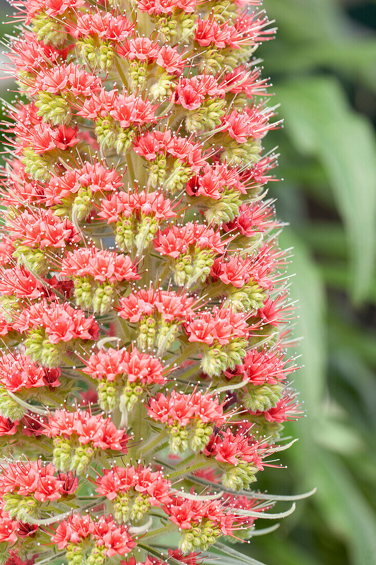 Echium russicum