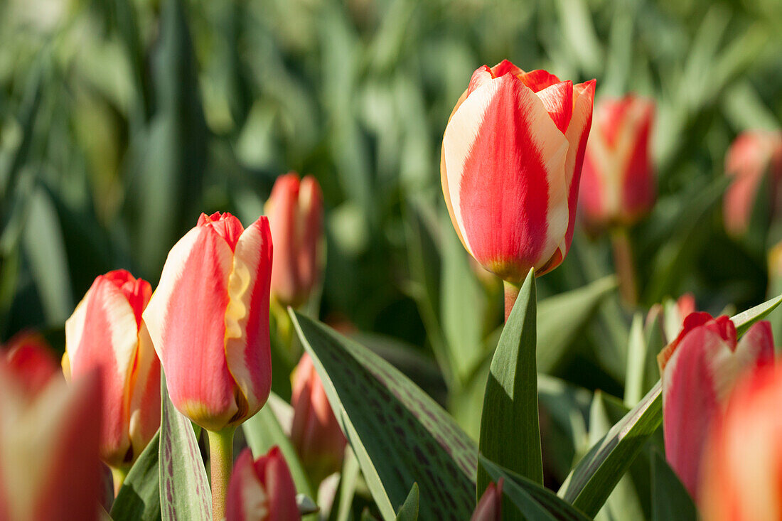 Tulipa, yellow-red