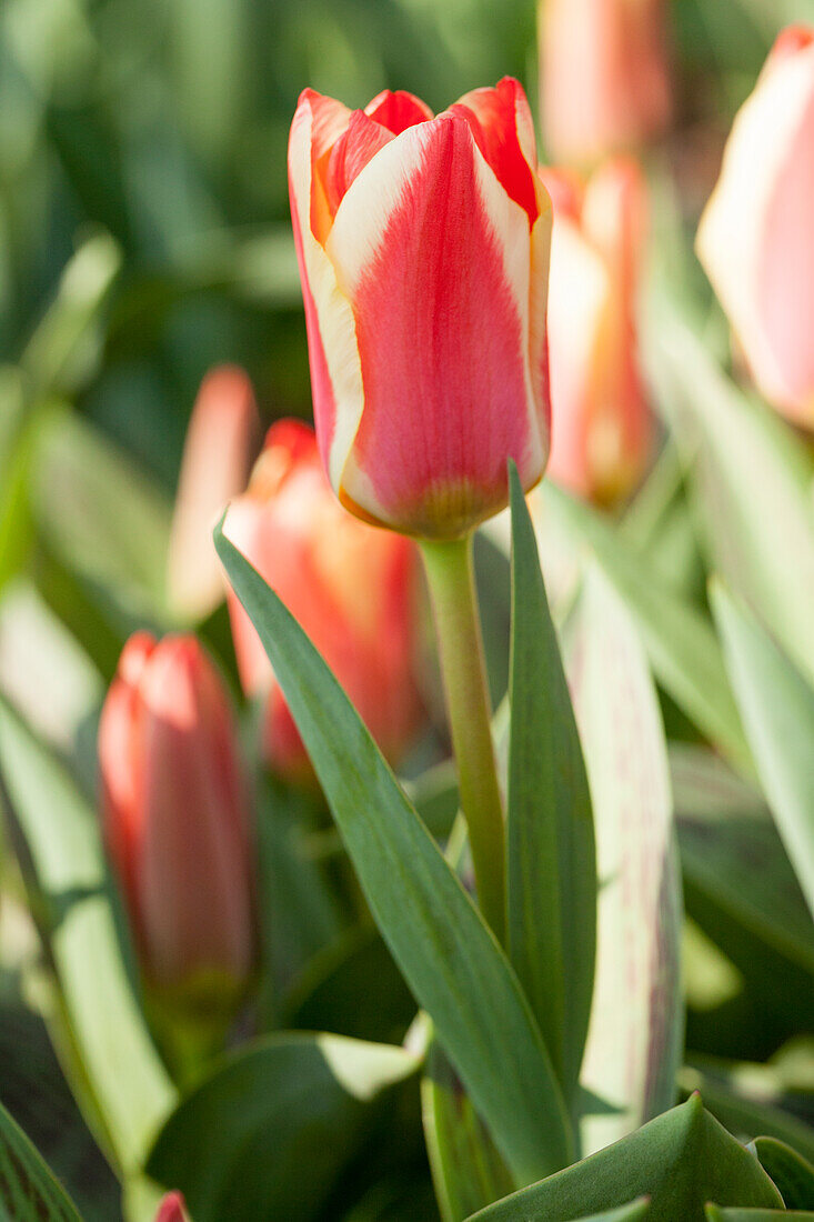 Tulipa, yellow-red