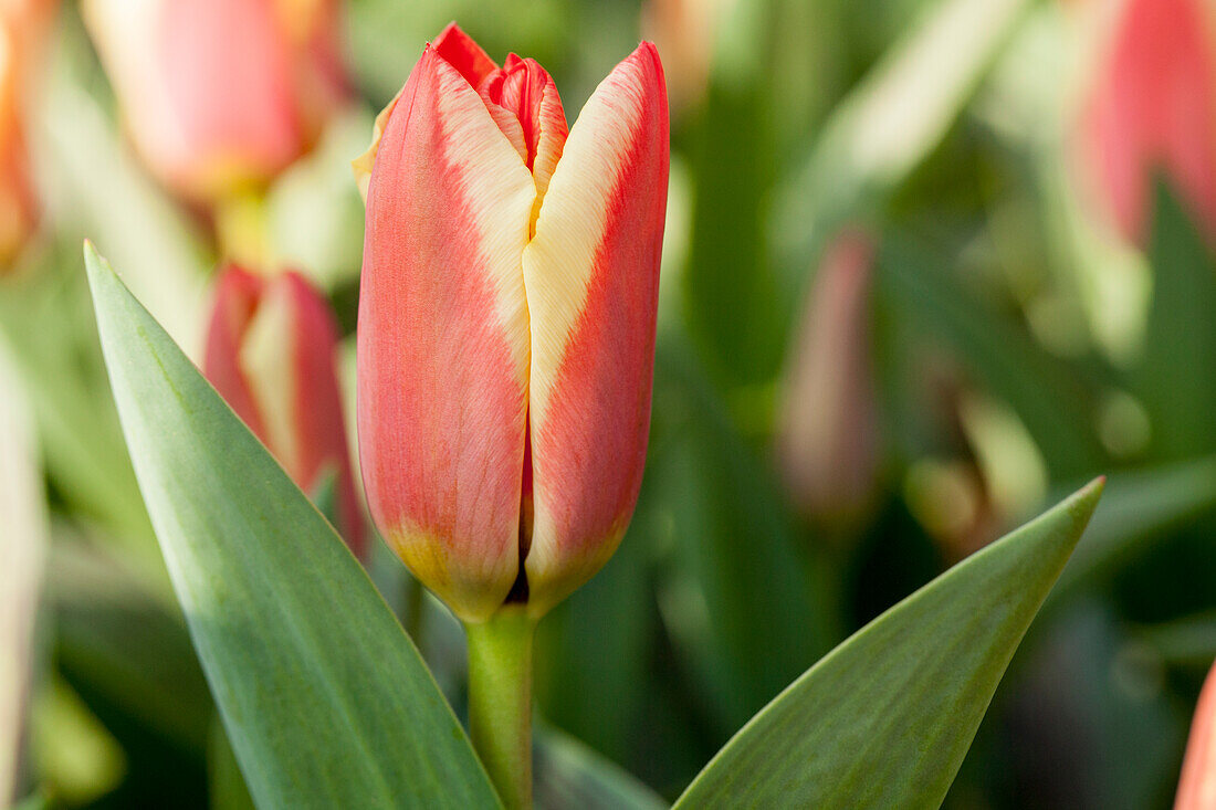 Tulipa, gelb-rot