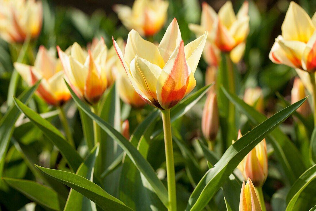 Tulipa 'Burgundy'