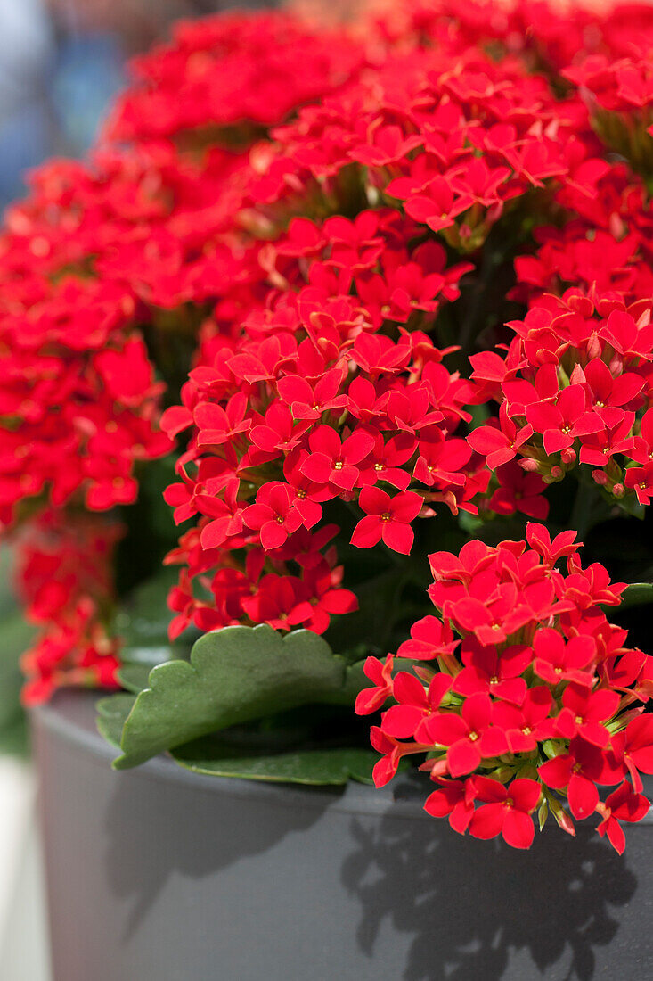 Kalanchoe blossfeldiana