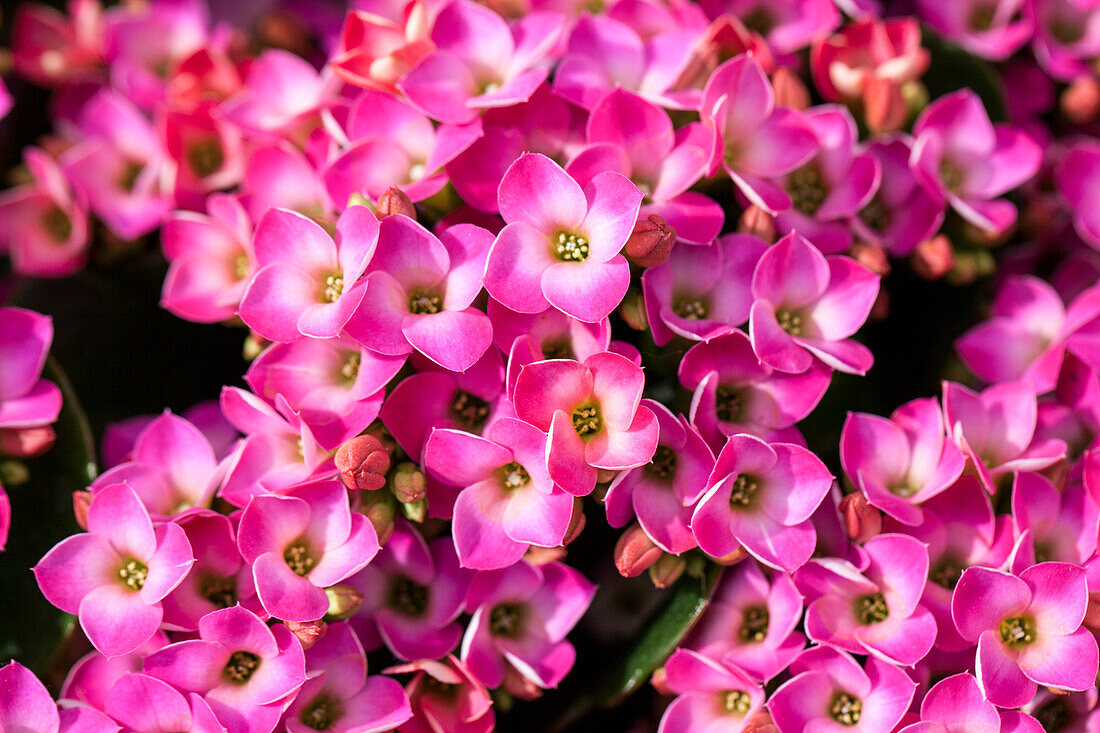 Kalanchoe blossfeldiana