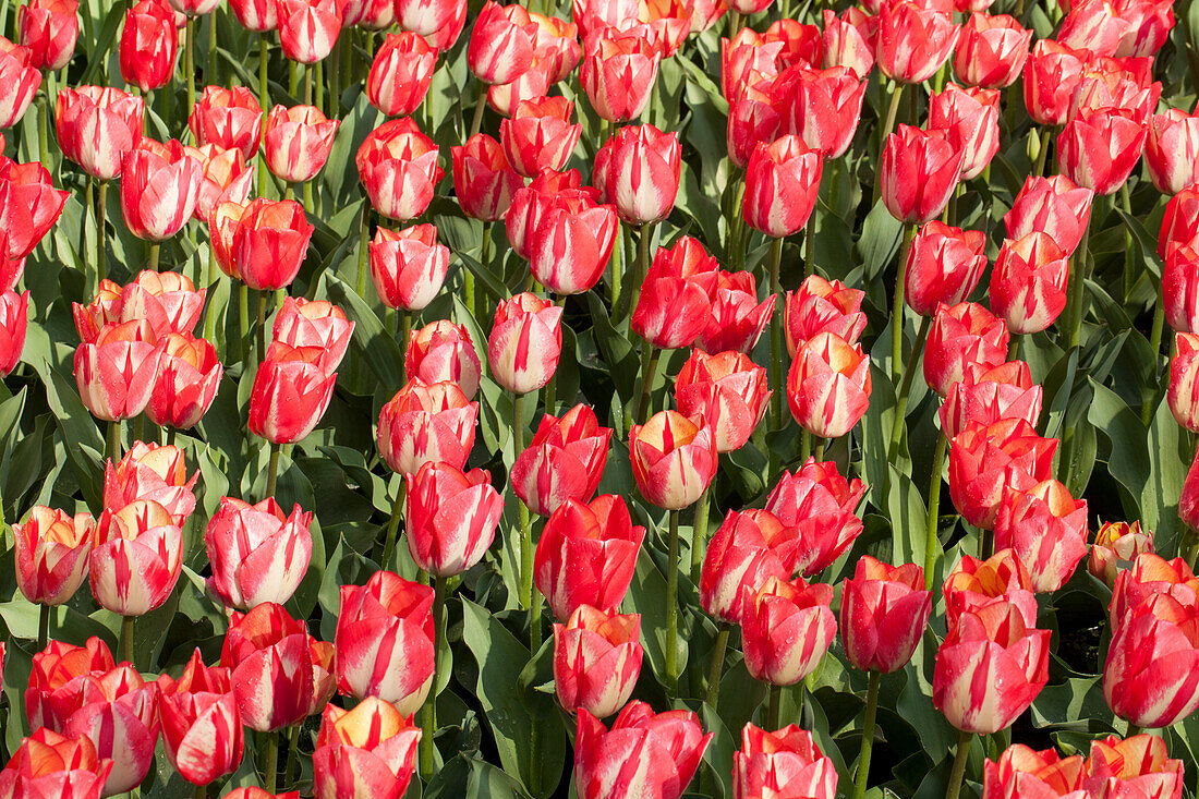 Tulipa, red