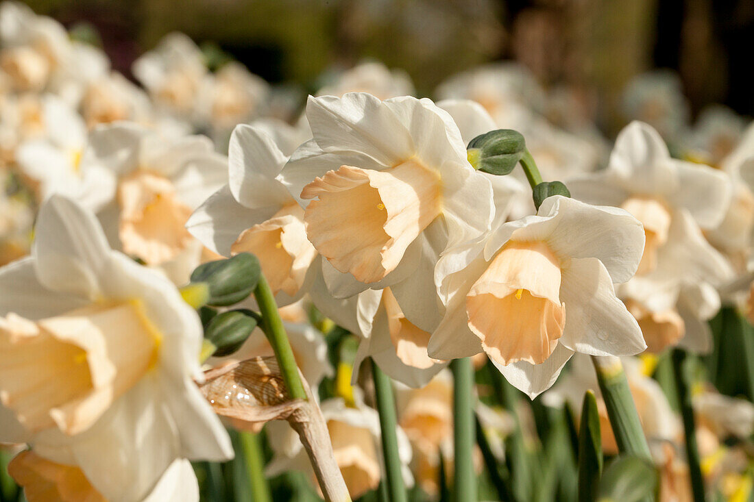 Narcissus 'Sweet Smiles'