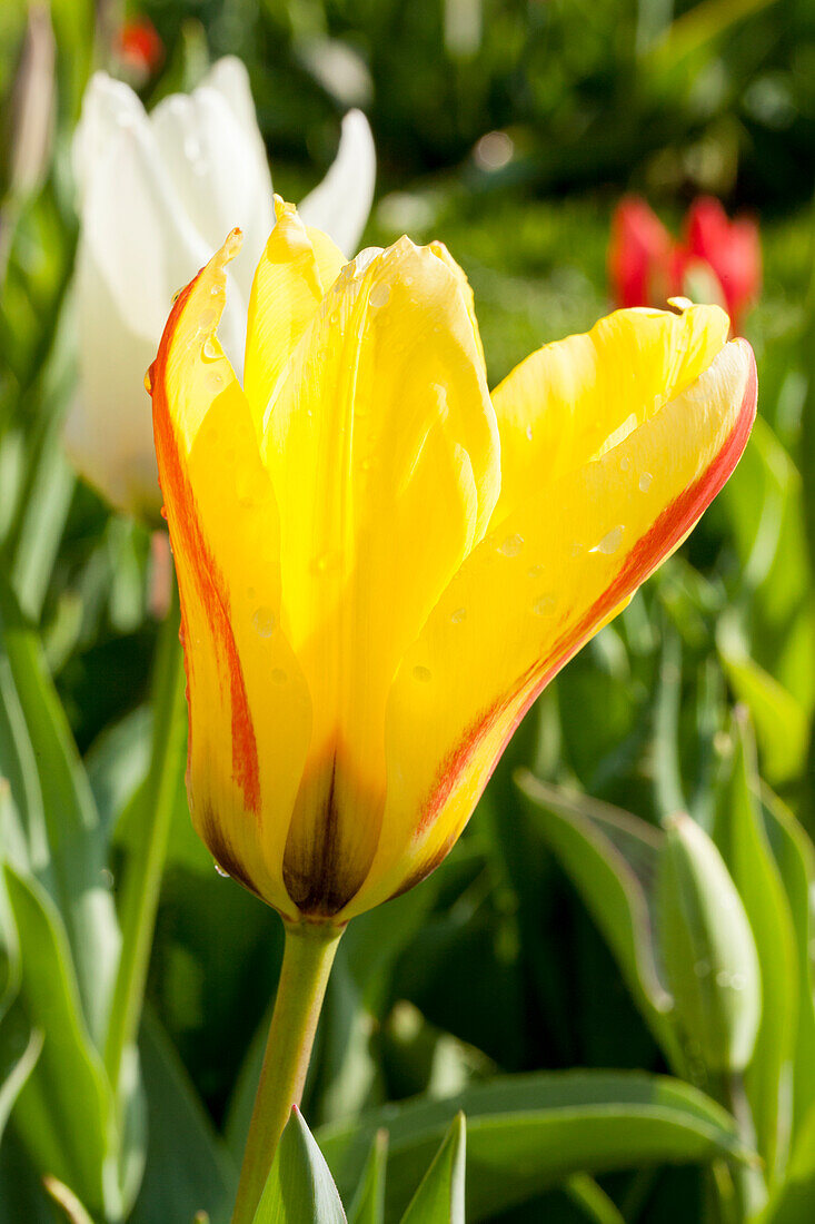 Tulipa, yellow-red