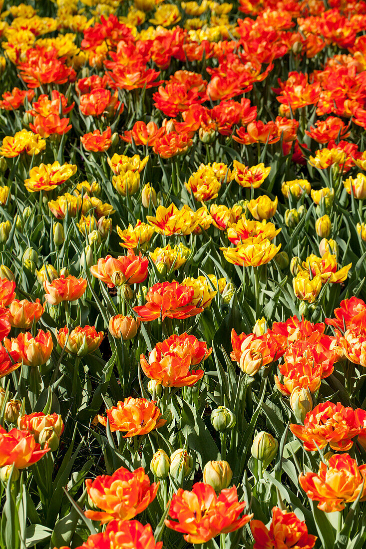 Tulipa