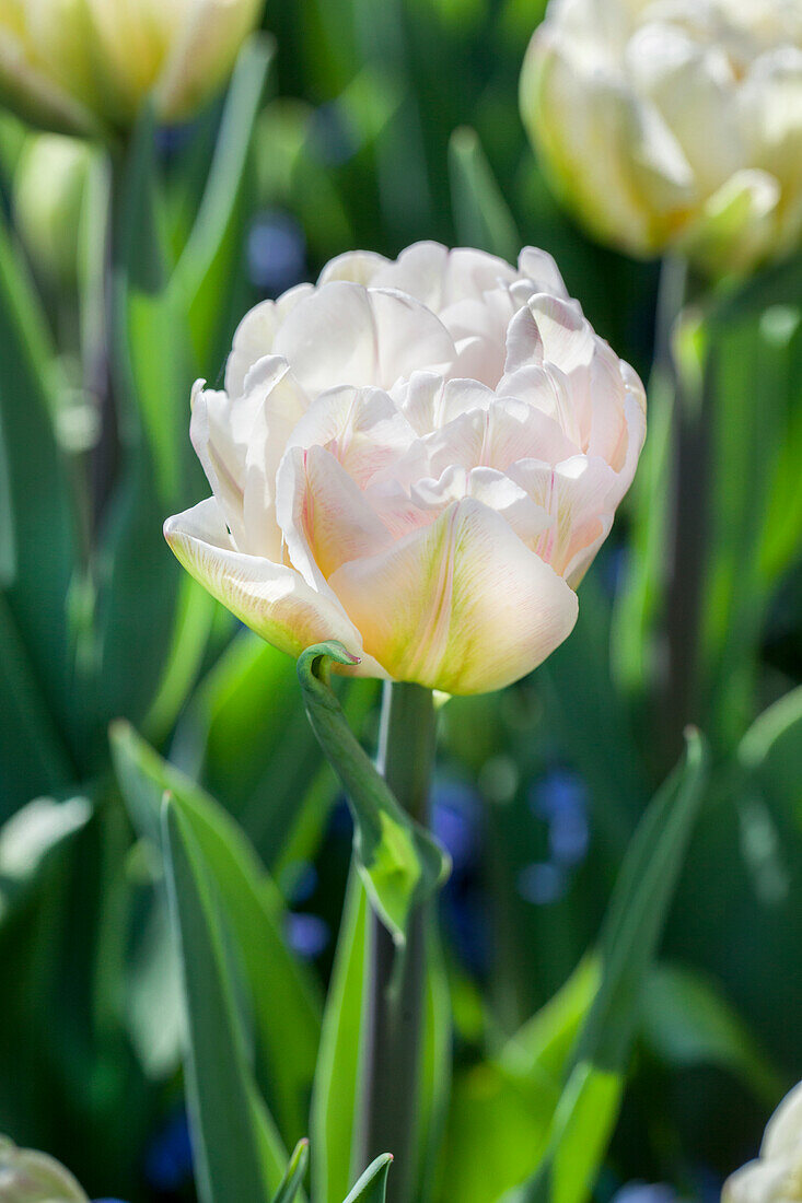 Tulipa 'Foxtrot'