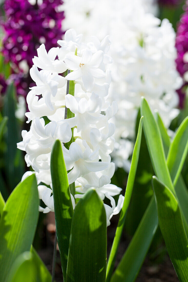 Hyacinthus orientalis 'Carnegie'