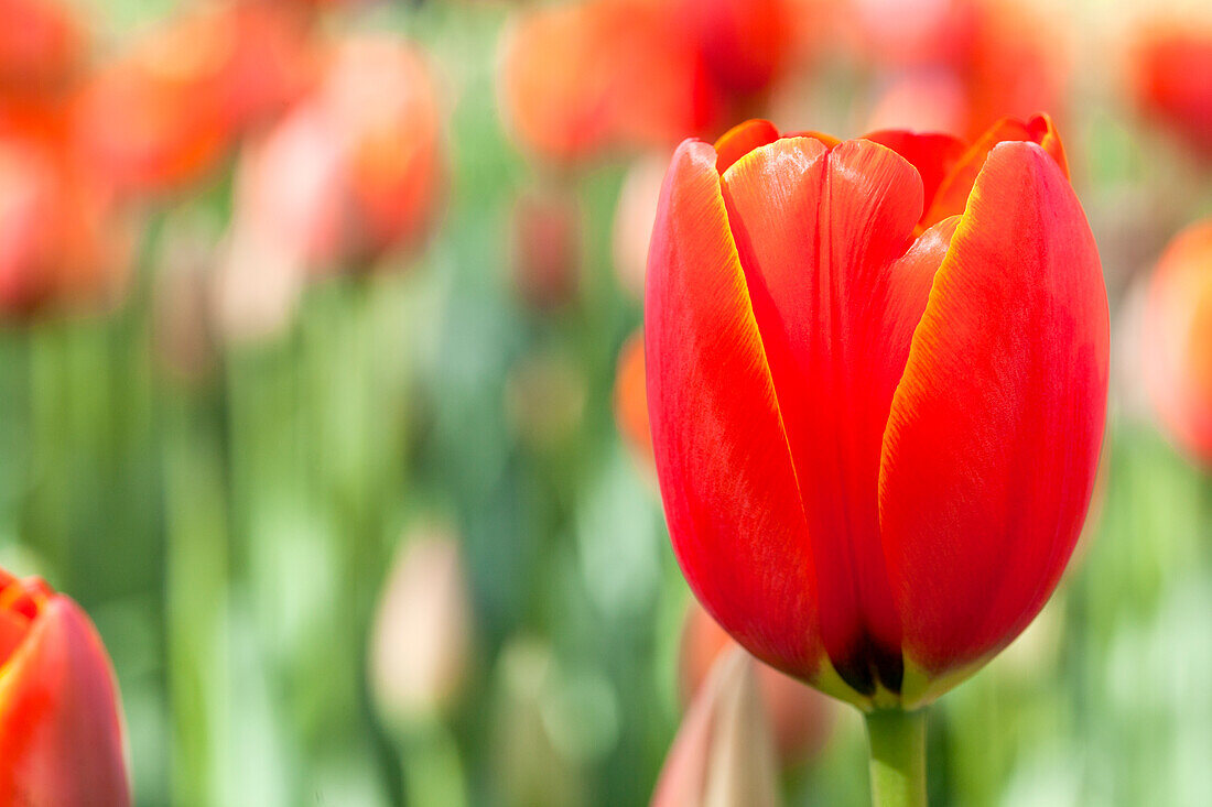 Tulipa World's Favourite