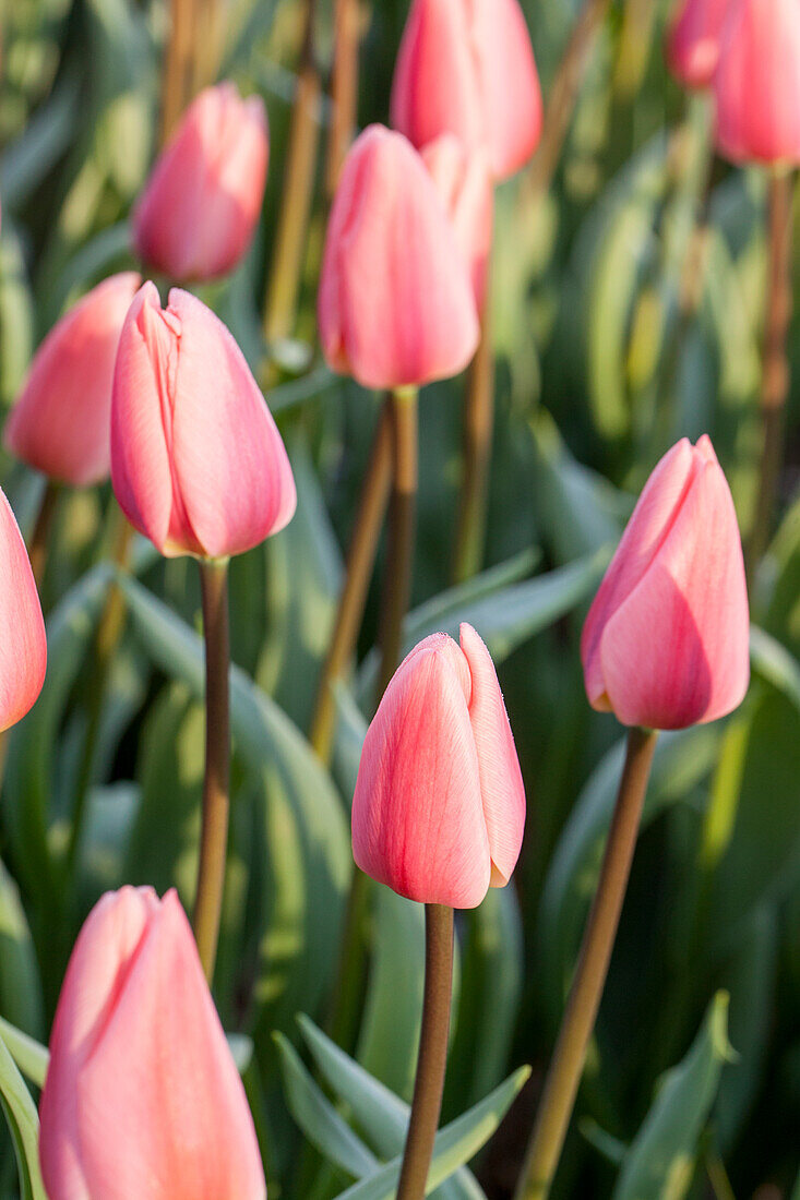 Tulipa 'Cosmopolitan'