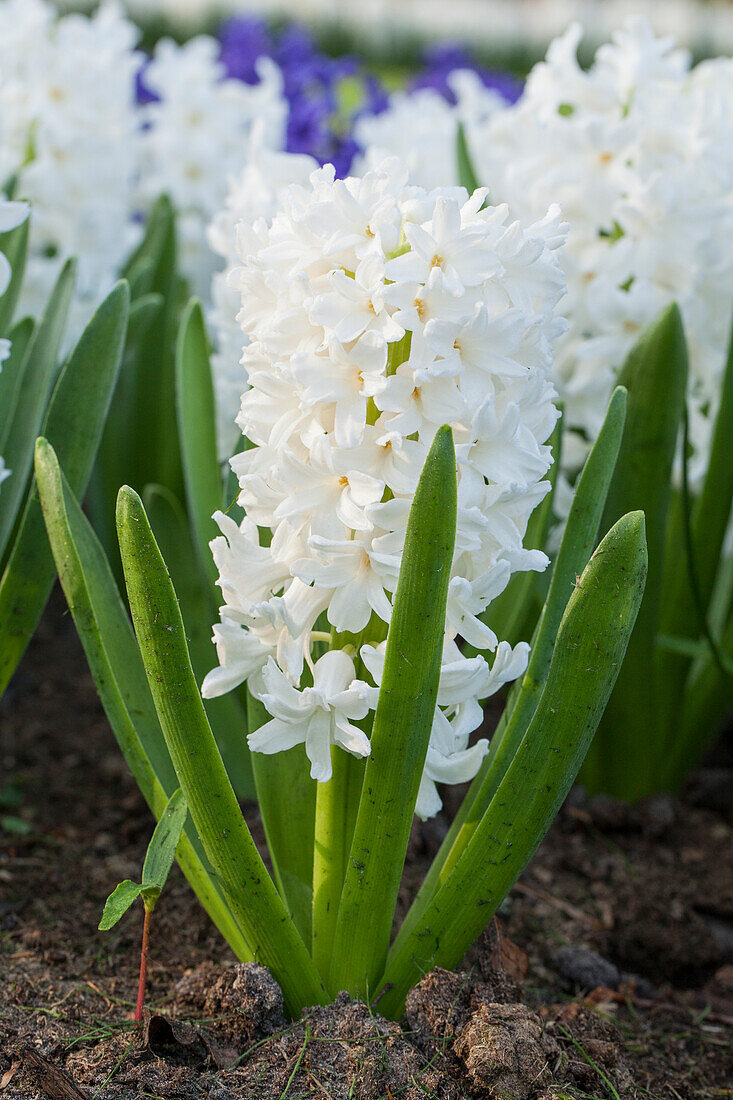 Hyacinthus orientalis 'Aiolos