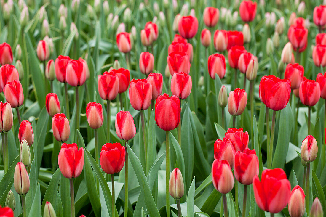 Tulipa 'Red Impression'