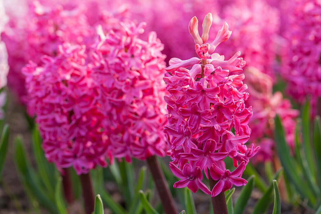 Hyacinthus 'Jan Bos'