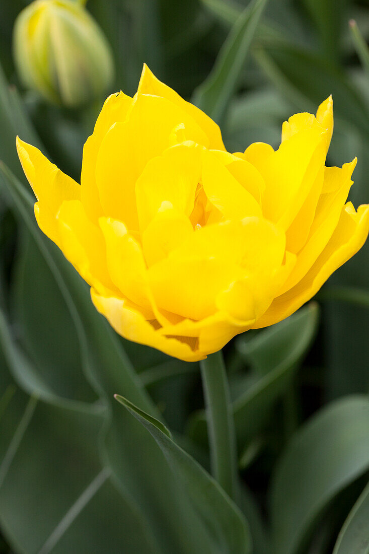 Tulipa 'Monte Carlo