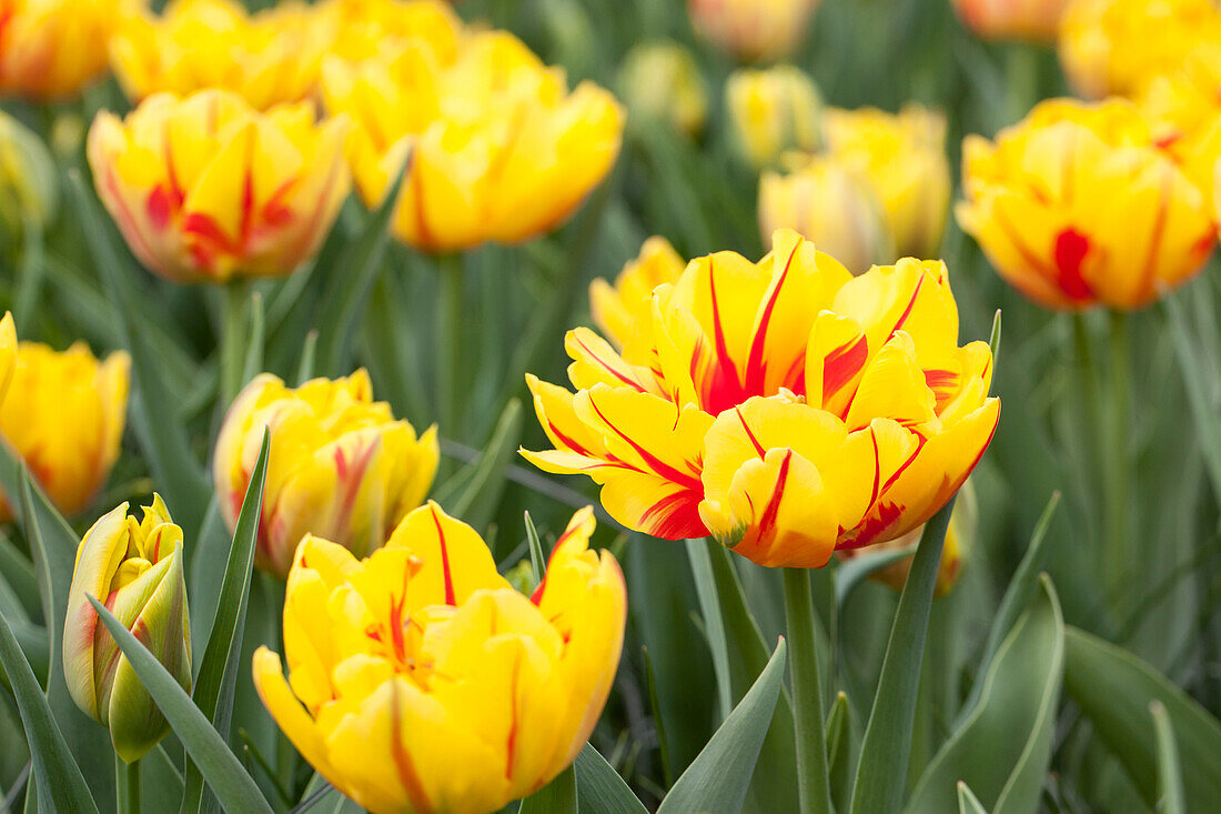 Tulipa 'Monsella'