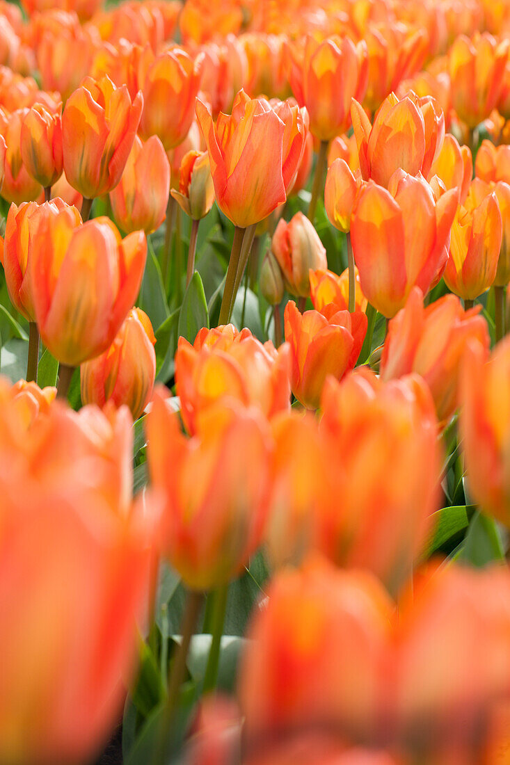 Tulipa fosteriana 'Orange Emperor'