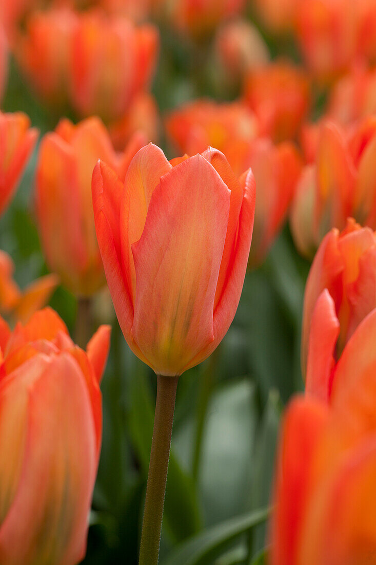 Tulipa fosteriana 'Orange Emperor'