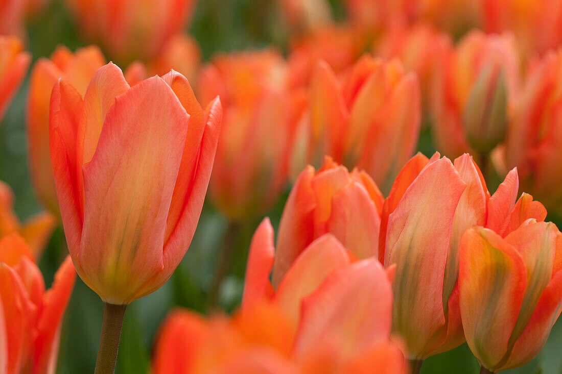 Tulipa fosteriana Orange Emperor