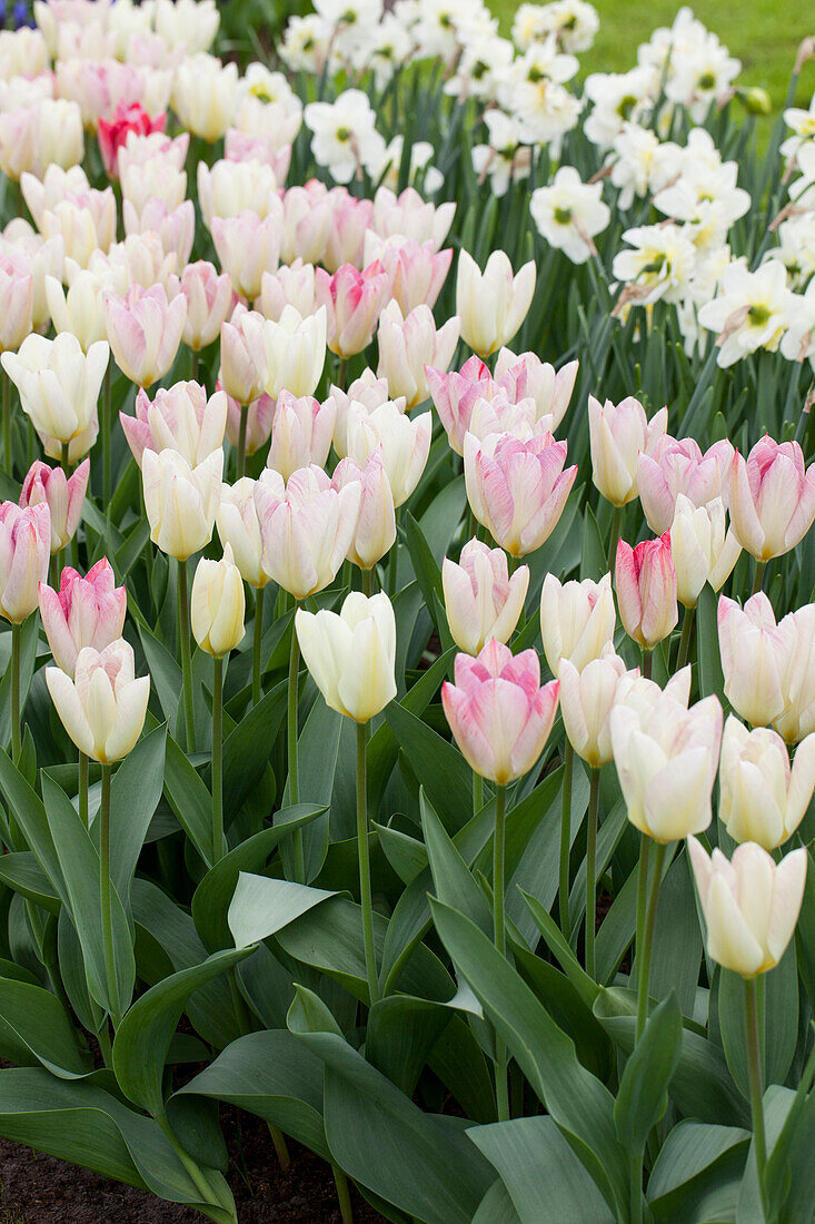 Tulipa fosteriana 'Flaming Purissima'