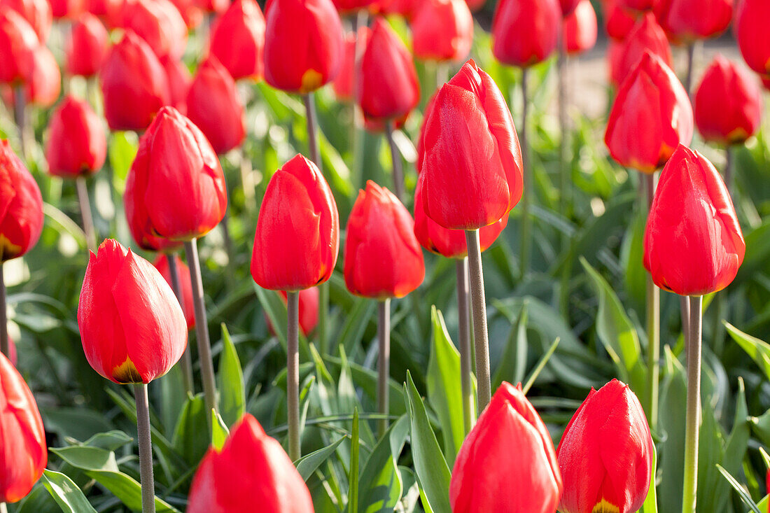 Tulipa, red