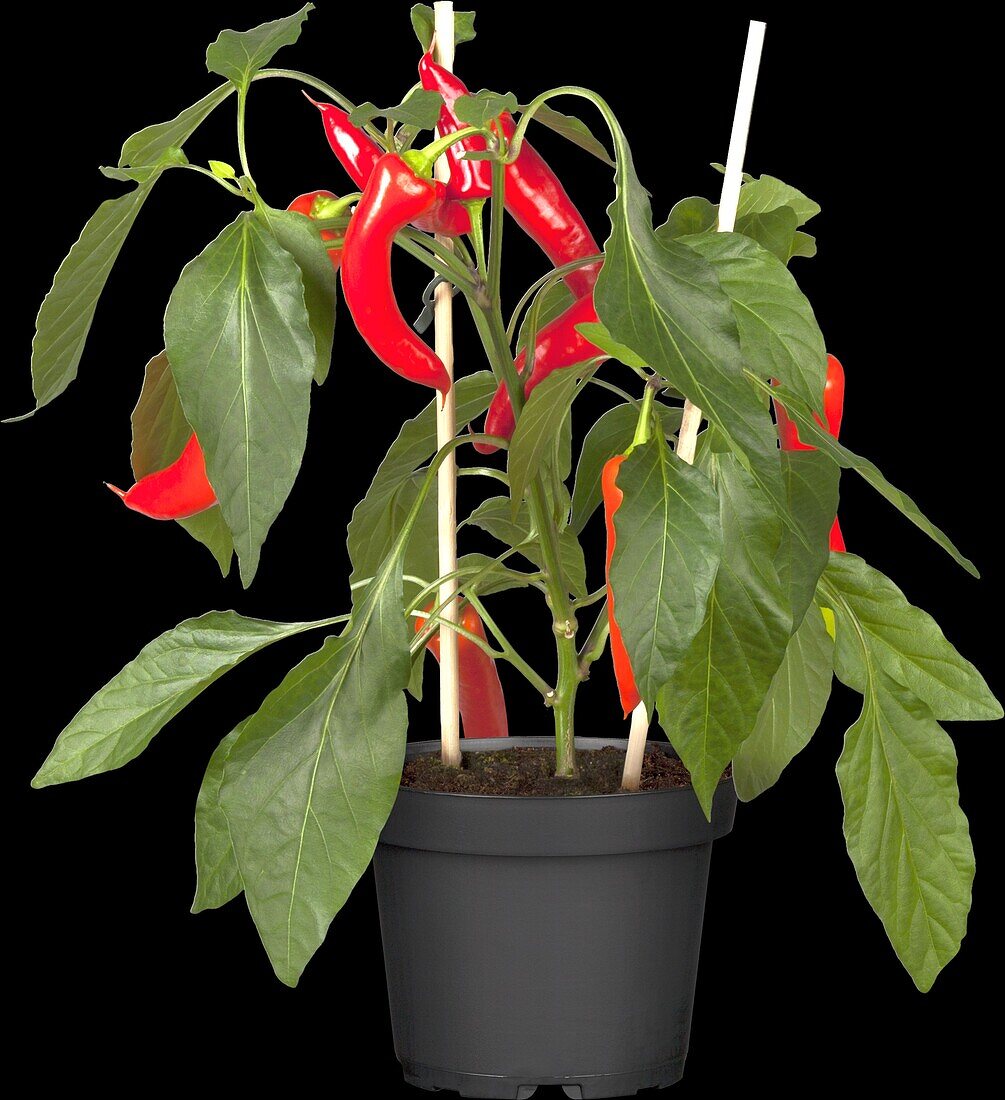 Capsicum annuum Pick a Hot®