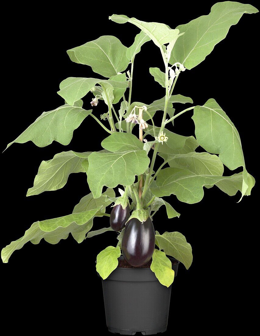 Solanum melongena