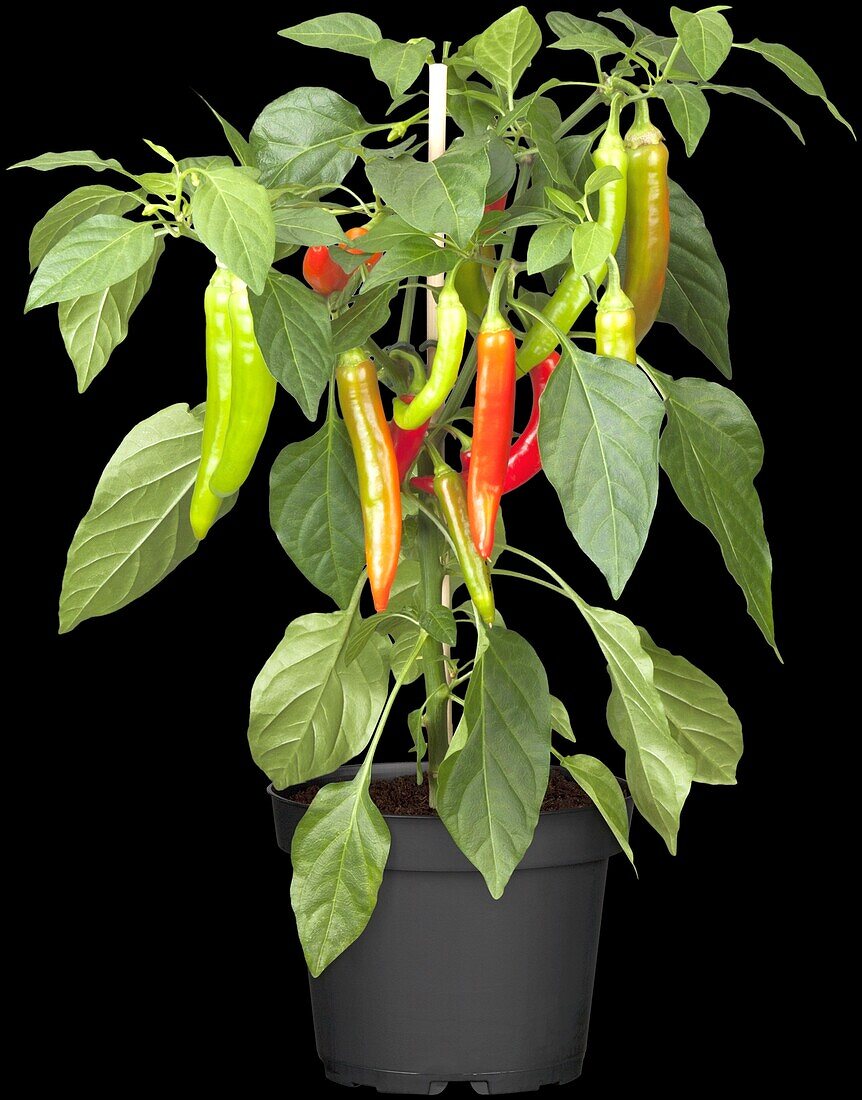 Capsicum annuum 'Hot Pep Tricolor