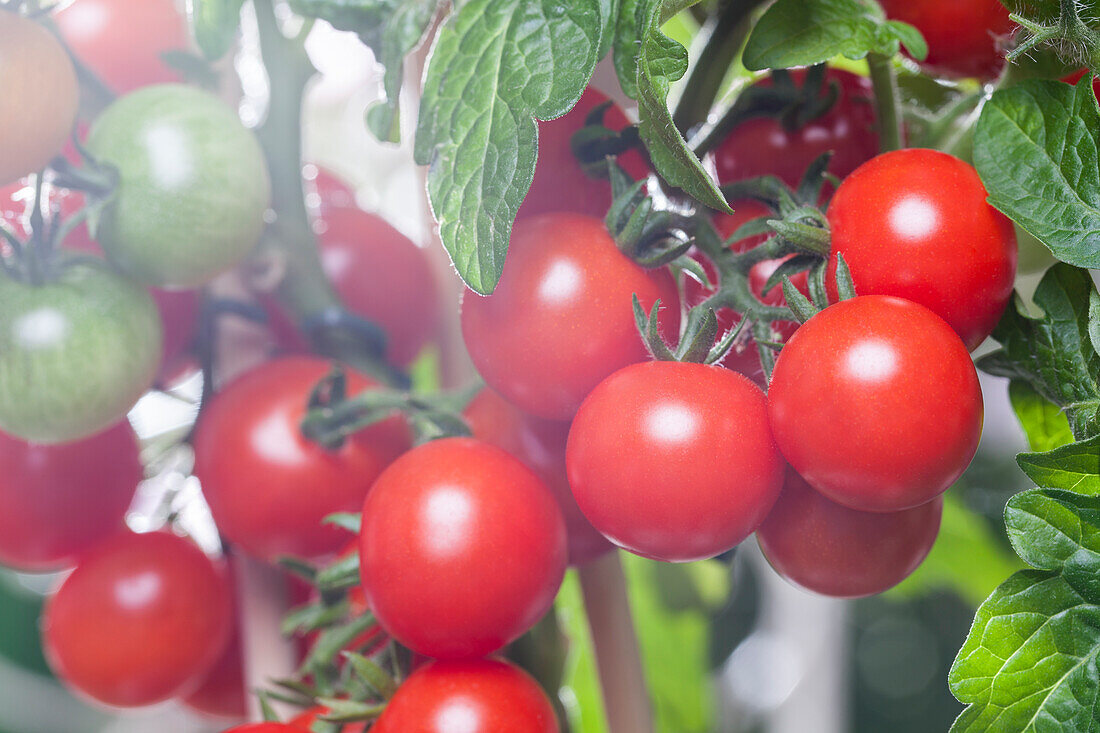 Solanum lycopersicum var. cerasiforme 'Pick a Tom'®