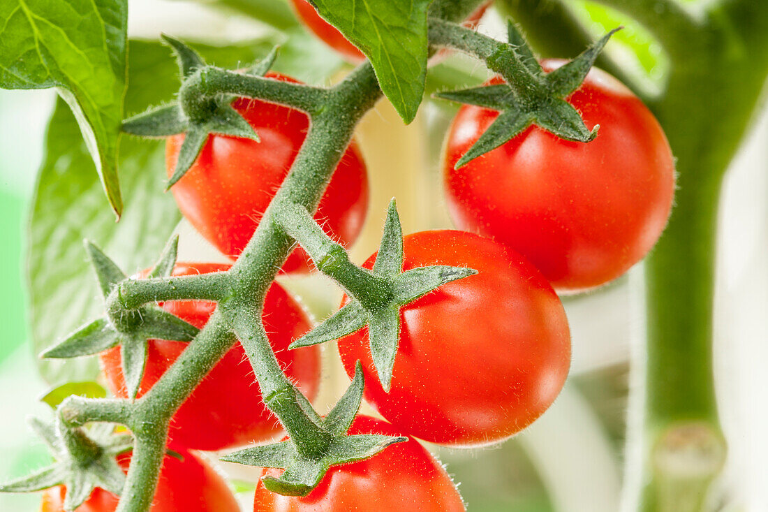 Solanum lycopersicum var. cerasiforme 'Candytom®