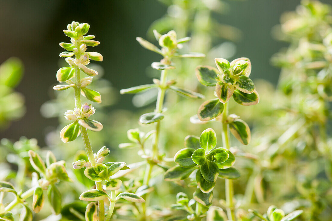 Thymus vulgaris