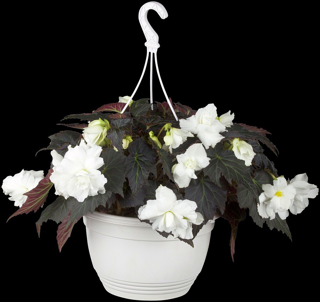 Begonia x tuberhybrida Non-Stop® Mocca 'White'