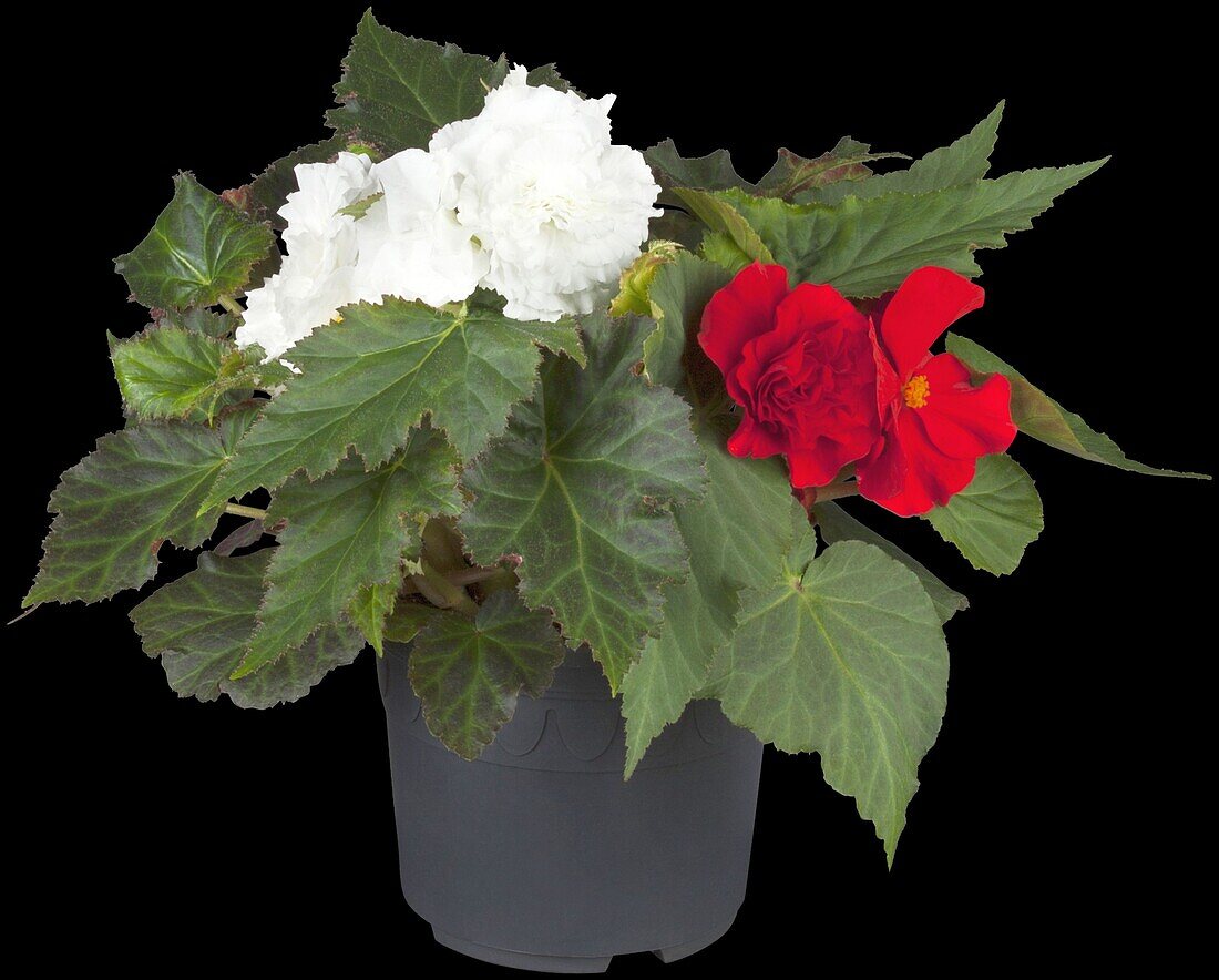 Begonia x tuberhybrida Non-Stop® 'Green-leaved mixture'