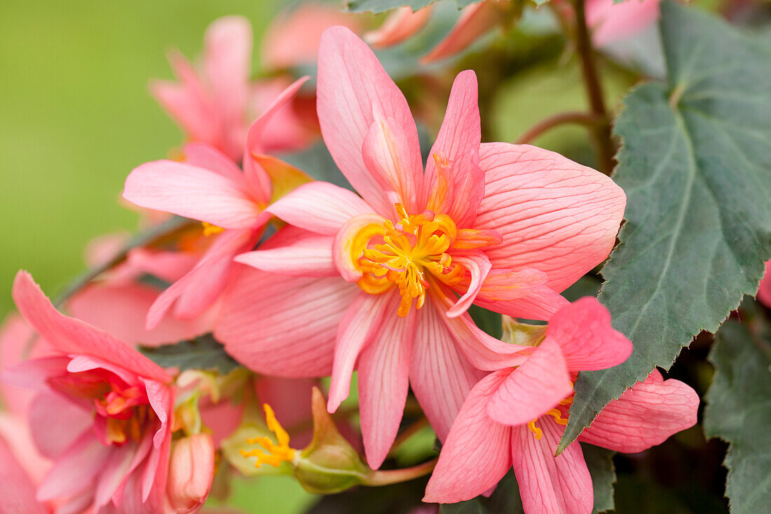 Begonia x hybrida 'Funky™'