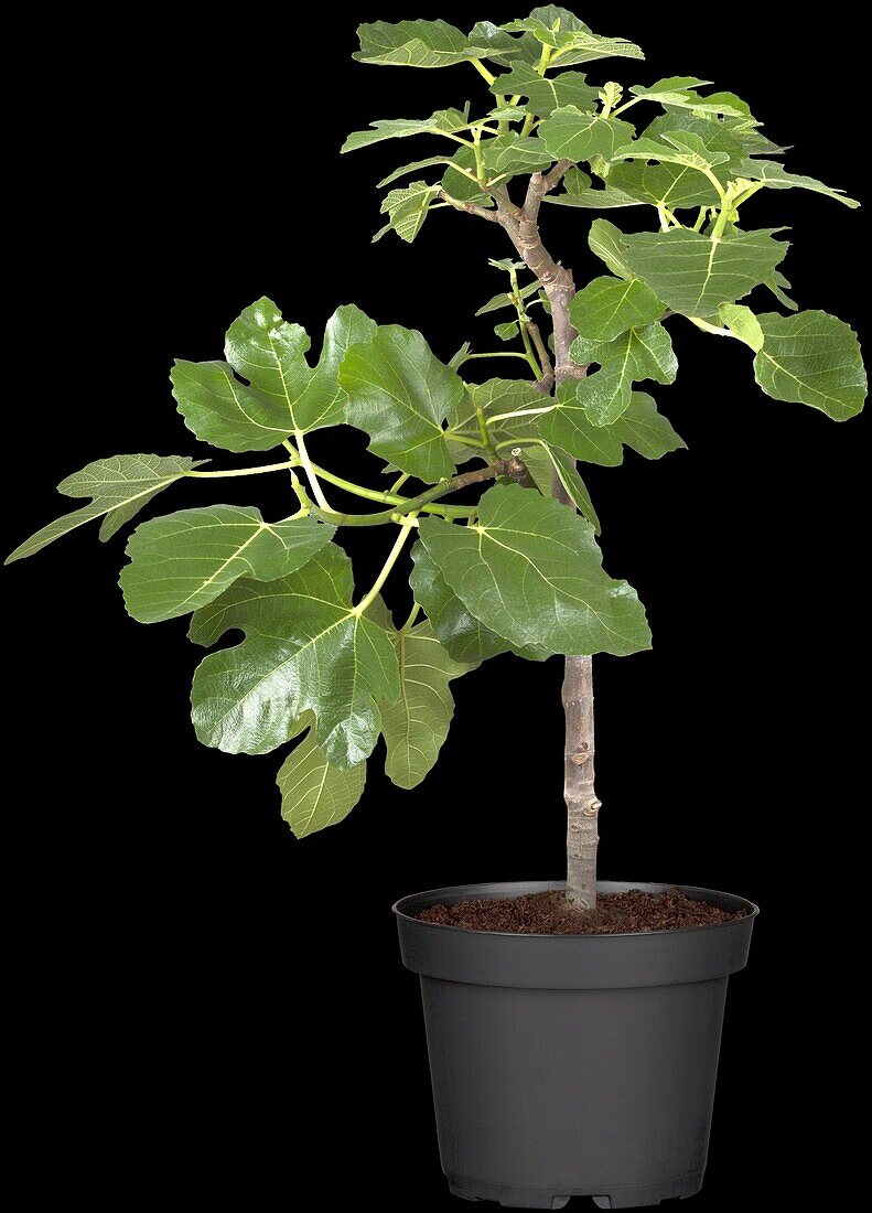 Ficus carica