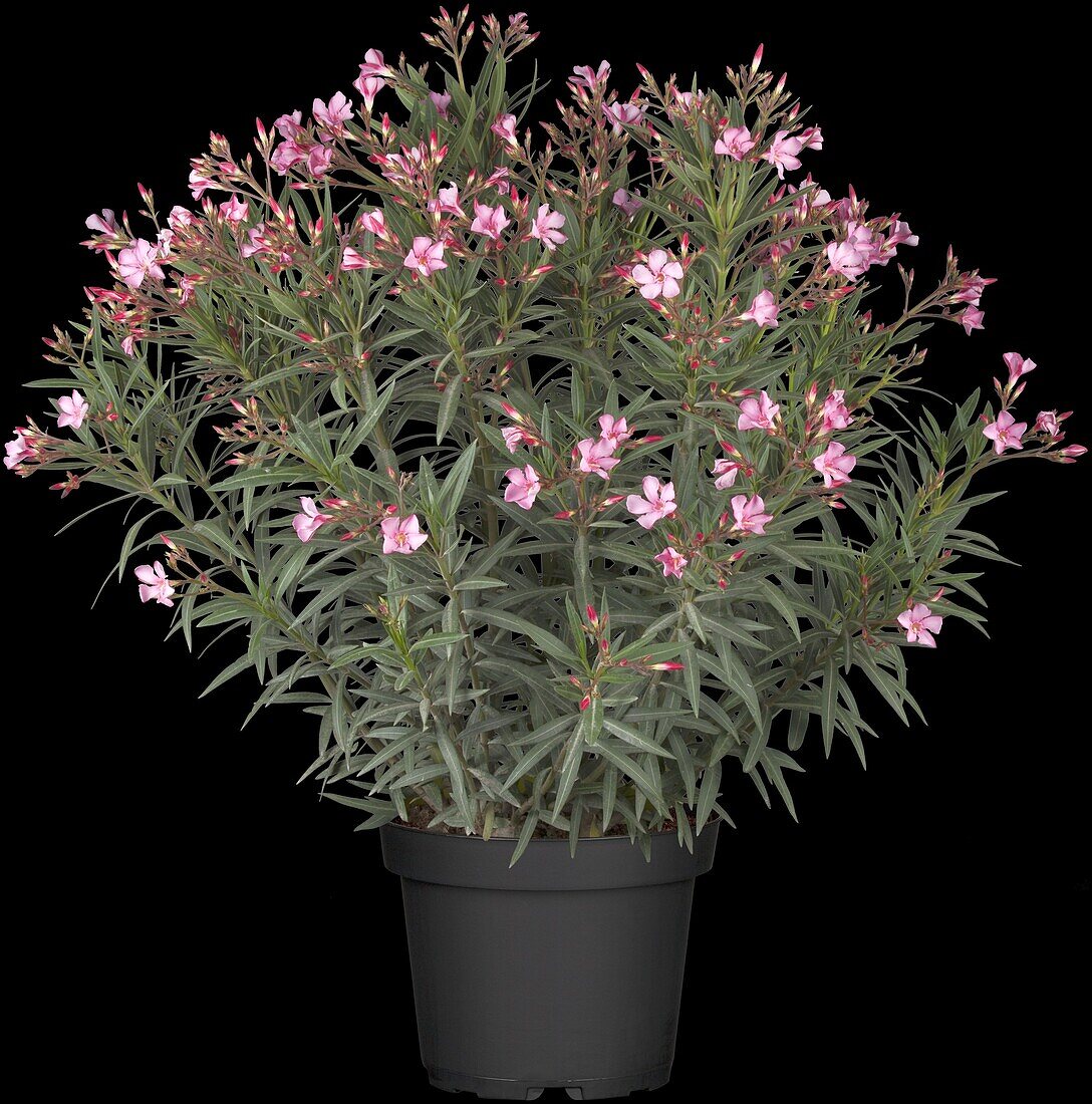 Nerium oleander