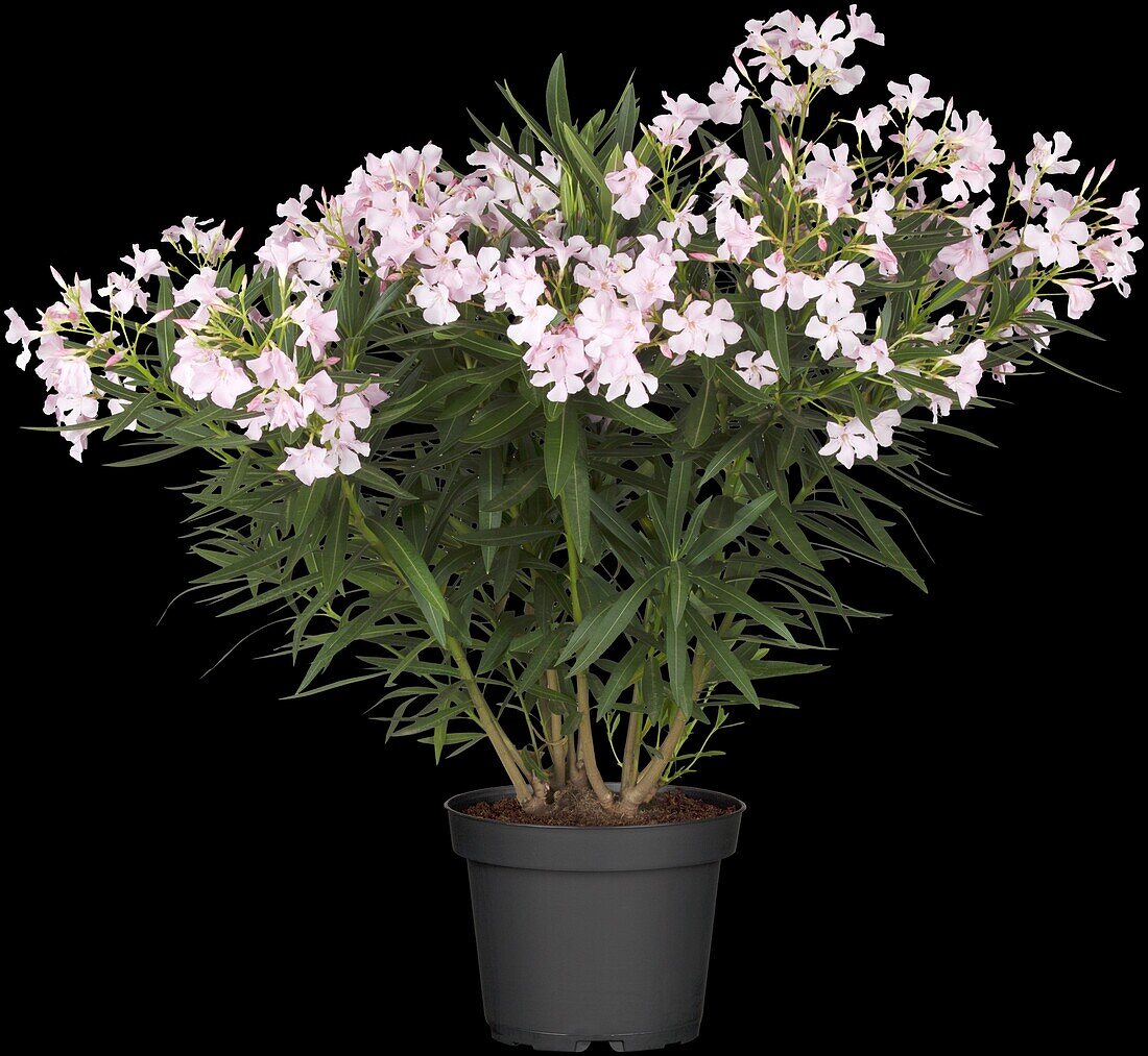 Nerium oleander