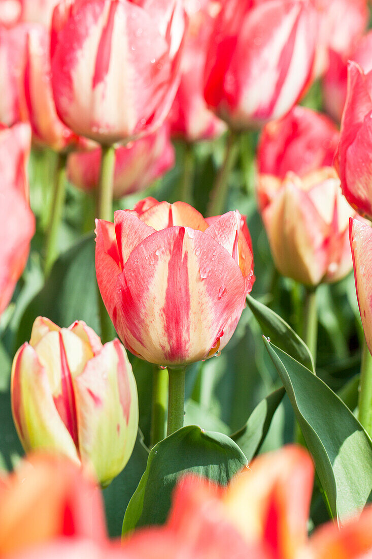 Tulipa 'Spryng Break'